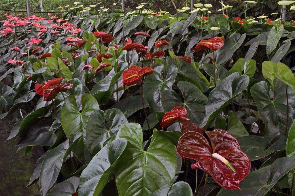 Finca Hamburgo La Ruta Del Cafe Tuzantan ภายนอก รูปภาพ